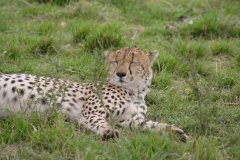 18-Young cheetah